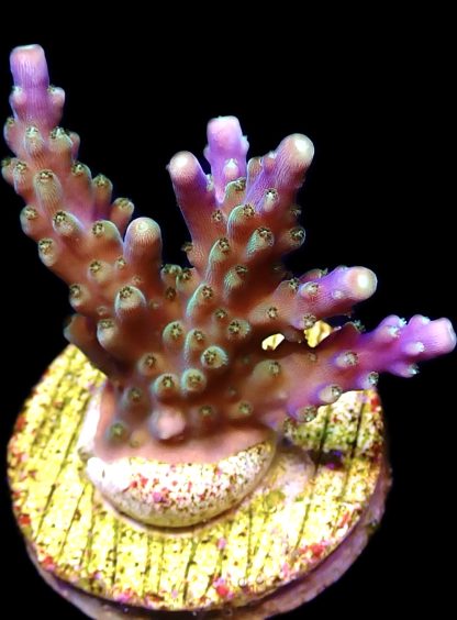 WYSIWYG 19J Purple Monster Acropora Frag