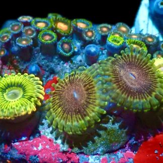WYSIWYG Zoanthid Frag Q4