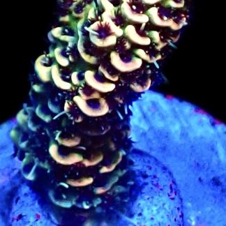 WYSIWYG 20D Rainbow Millepora Frag