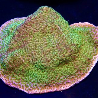 WYSIWYG R1-2 Pokerstar Montipora Colony