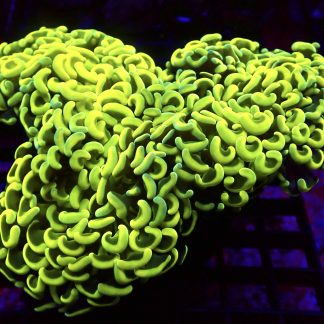 WYSIWYG Ultra Lemon Walling Hammer Colony Extra Large