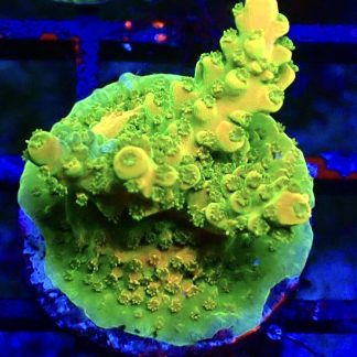 WYSIWYG 21G Ultra Acropora Frag