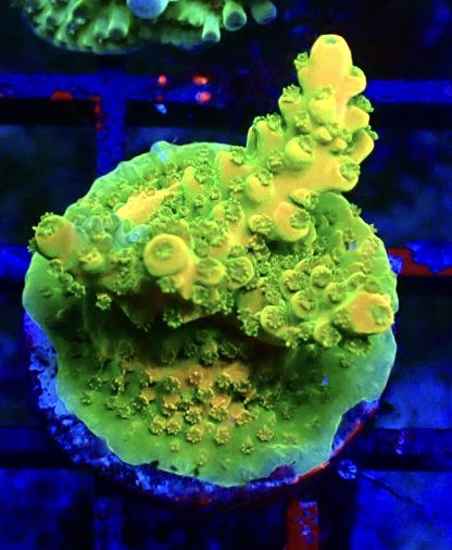 WYSIWYG 21G Ultra Acropora Frag
