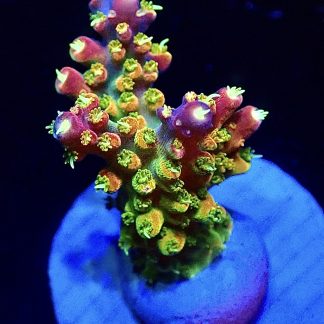 WYSIWYG 23i Rainbow Loom Ultra Frag