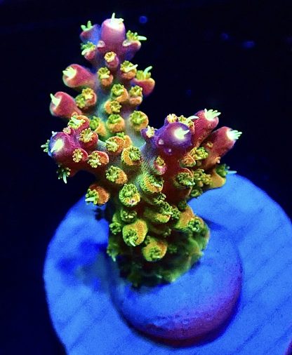 WYSIWYG 23i Rainbow Loom Ultra Frag
