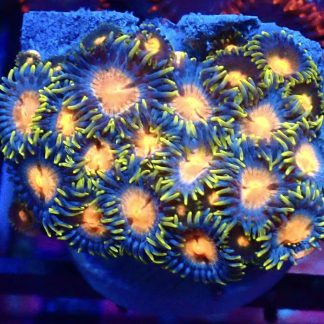 WYSIWYG Zoanthid Frag B8