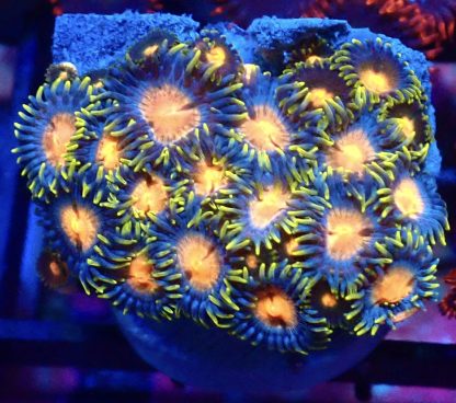 WYSIWYG Zoanthid Frag B8