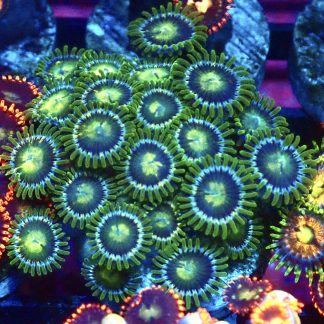 WYSIWYG Zoanthid Frag B13