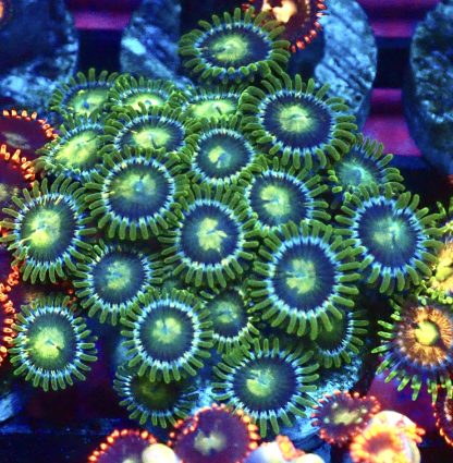 WYSIWYG Zoanthid Frag B13