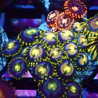 WYSIWYG Zoanthid Frag B15