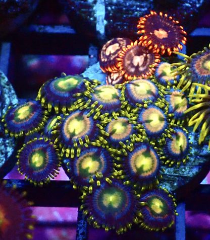 WYSIWYG Zoanthid Frag B15