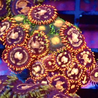 WYSIWYG Zoanthid Frag B22