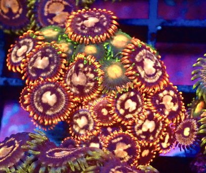 WYSIWYG Zoanthid Frag B22