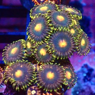 WYSIWYG  Zoanthid Frag B26