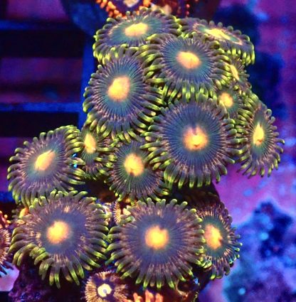 WYSIWYG  Zoanthid Frag B26