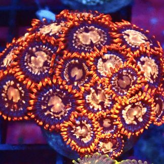 WYSIWYG Zoanthid Frag B27