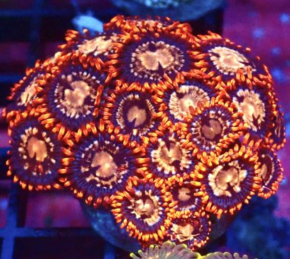 WYSIWYG Zoanthid Frag B27