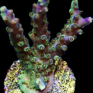 WYSIWYG 15B Purple Monster Acropora  Frag