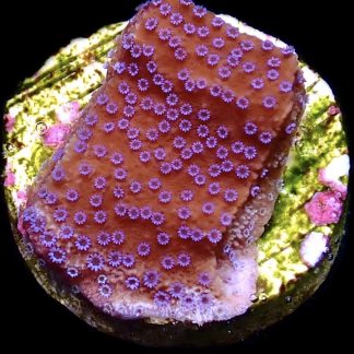 WYSIWYG 7D Purple Haze Montipora Frag