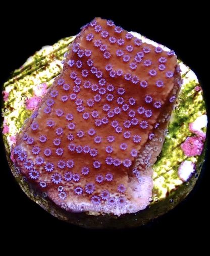 WYSIWYG 7D Purple Haze Montipora Frag