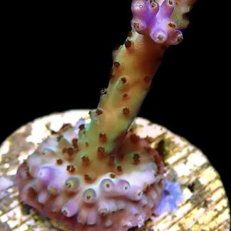 WYSIWYG M3 Pearlberry Acropora