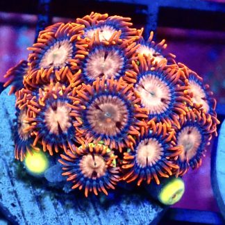 WYSIWYG Zoanthid Frag B30