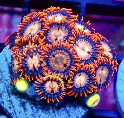 WYSIWYG Zoanthid Frag B30