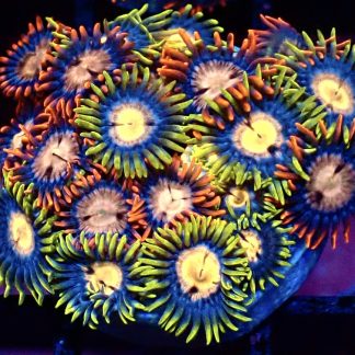 WYSIWYG Zoanthid Frag B37