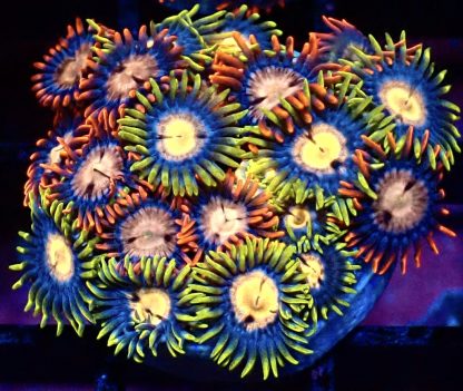WYSIWYG Zoanthid Frag B37