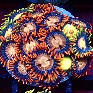 WYSIWYG Zoanthid Frag B38