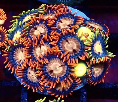 WYSIWYG Zoanthid Frag B38