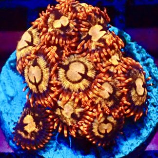 WYSIWYG Zoanthid Frag B39