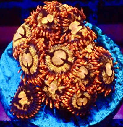 WYSIWYG Zoanthid Frag B39
