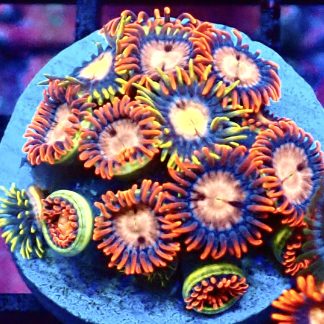 WYSIWYG Zoanthid Frag B41