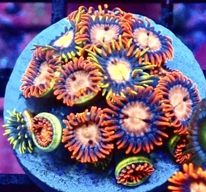 WYSIWYG Zoanthid Frag B41
