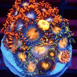 WYSIWYG Zoanthid Frag B43