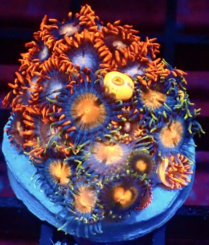 WYSIWYG Zoanthid Frag B43