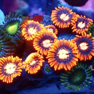 WYSIWYG Zoanthid Frag B44
