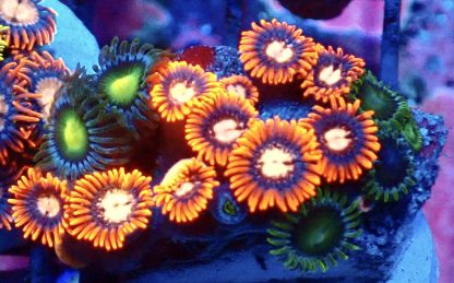 WYSIWYG Zoanthid Frag B44