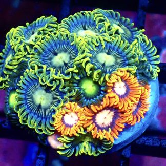 WYSIWYG Zoanthid Frag B49
