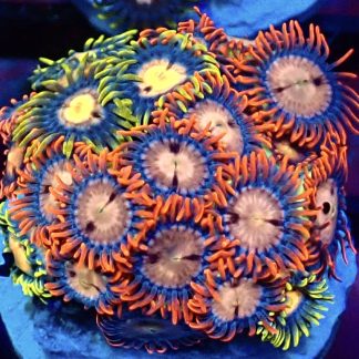 WYSIWYG Zoanthid Frag B51