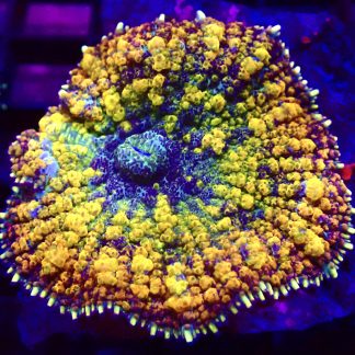 WYSIWYG A2 Rainbow Bounce Mushroom