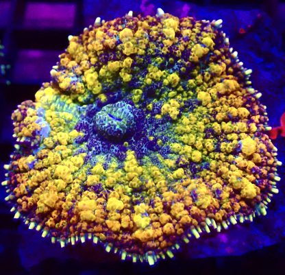 WYSIWYG A2 Rainbow Bounce Mushroom