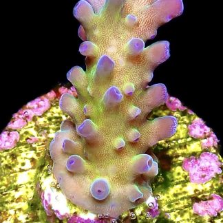 WYSIWYG 14F Miyagi Tort Acropora Frag