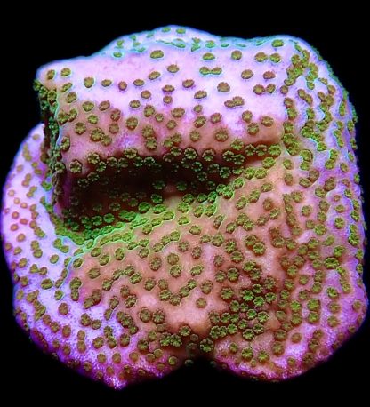 WYSIWYG 7G Pokerstar Montipora Frag- Large