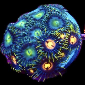 WYSIWYG Zoanthid Frag B8