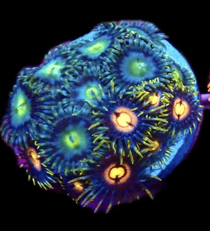 WYSIWYG Zoanthid Frag B8