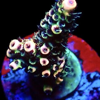 WYSIWYG 24C Rainbow Millepora Frag