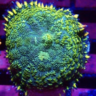 WYSIWYG A20 Lemon And Lime Bullseye Mushroom Frag