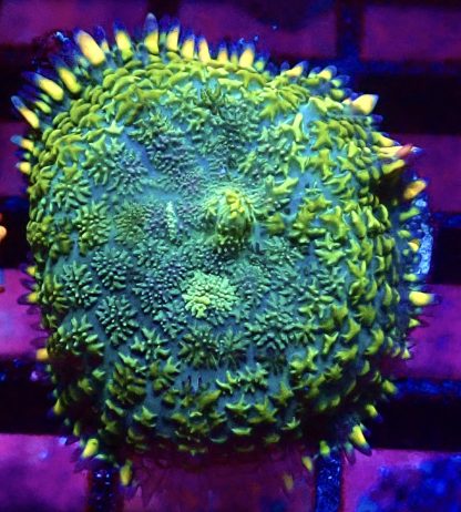 WYSIWYG A20 Lemon And Lime Bullseye Mushroom Frag